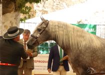 ARMAS LIMENO, DE Y. CONDESA DE BARDEAU, ORO Y MEJORES MOVIMIENTOS POTROS DE DOS A. PRESENTA J.M.TABLA